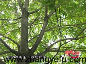 20110410003607